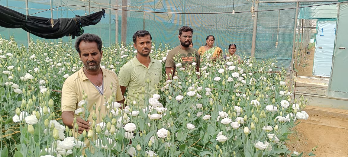 ಆನೇಕಲ್ ಹೂಗಳಿಗೆ ವಿದೇಶಗಳಲ್ಲಿ ಭಾರೀ ಡಿಮ್ಯಾಂಡ್