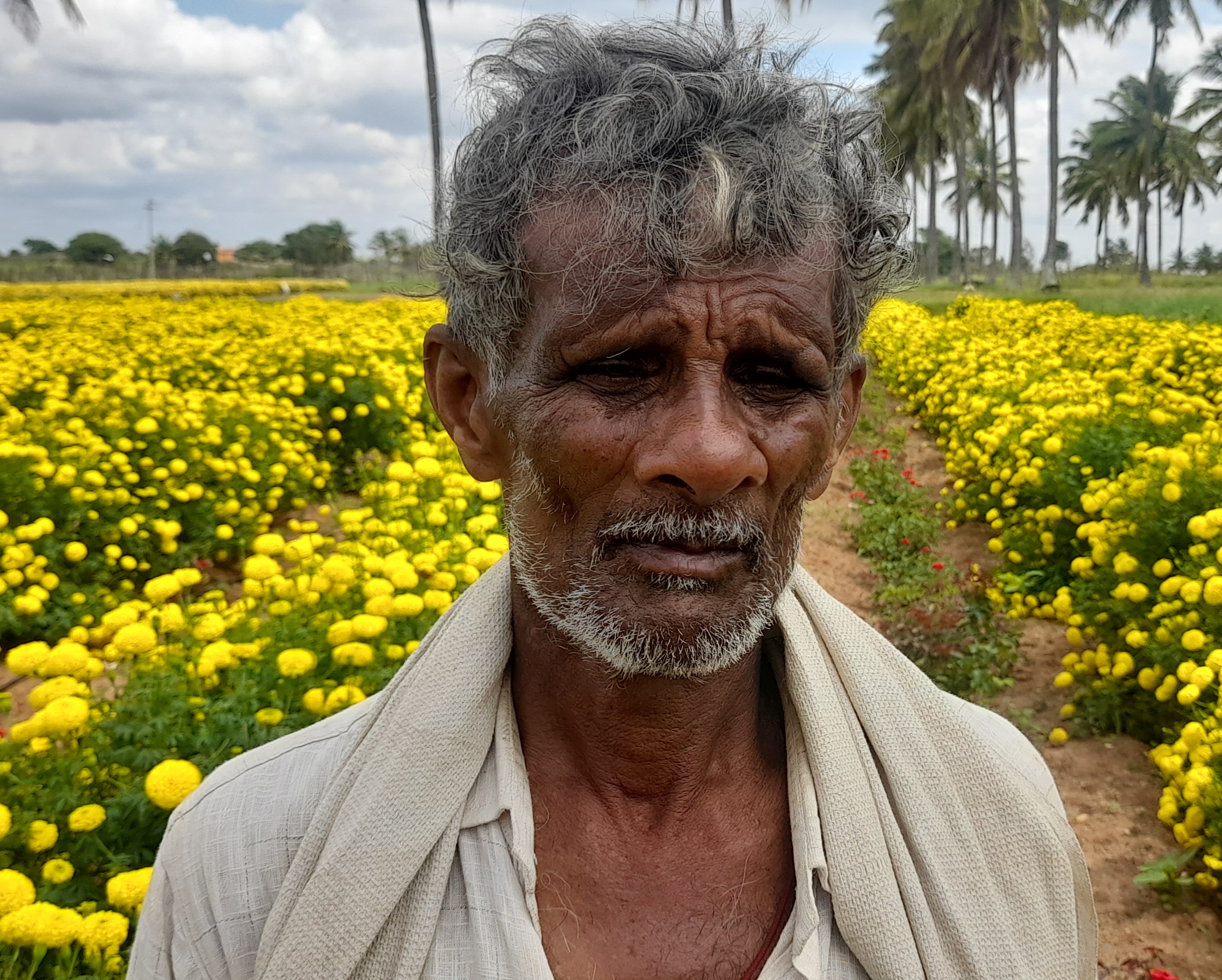ಸೇವಂತಿಗೆ ಹೂವು ಕೀಳಿಸದೆ ಗಿಡದಲ್ಲೇ ಬಿಟ್ಟ ರೈತರು