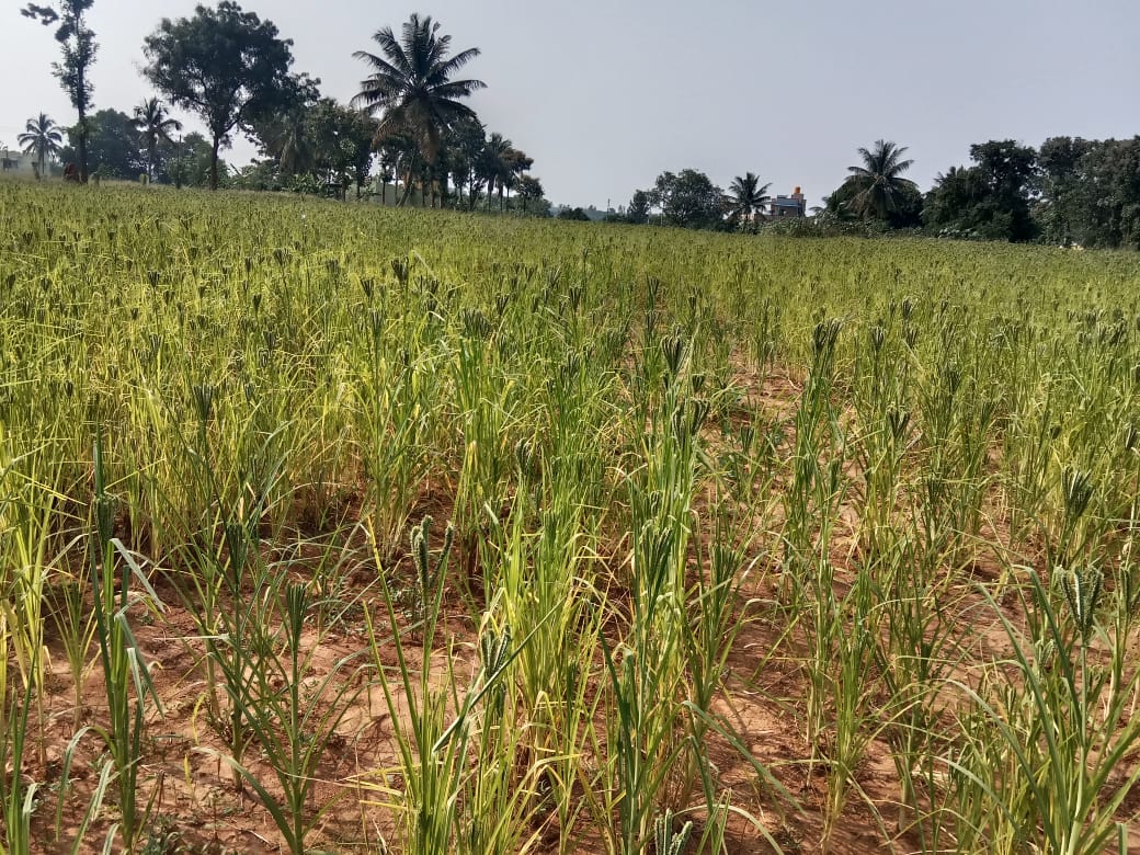 ಕೈಗೆ ಬಂದ ತುತ್ತು ಬಾಯಿಗೆ ಬರಲಿಲ್ಲ