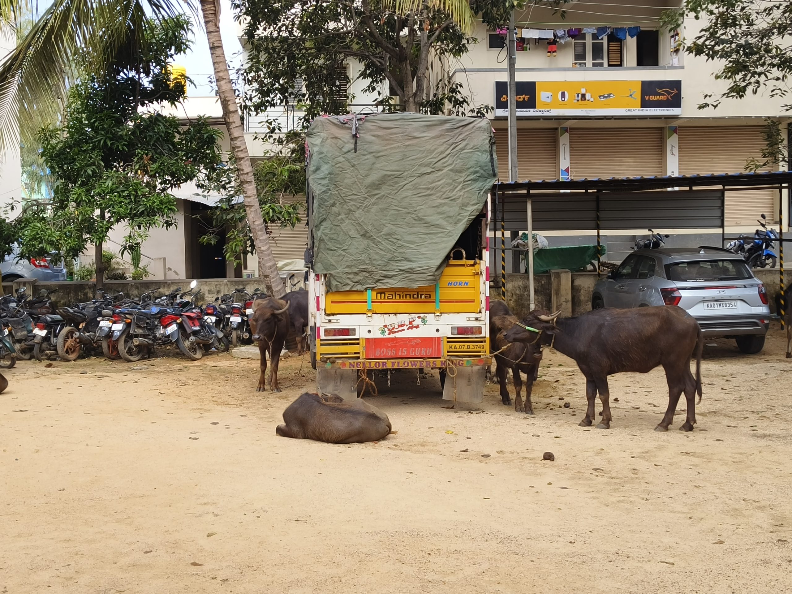 ಕಸಾಯಿ ಖಾನೆಗೆ ಸಾಗಿಸುತ್ತಿದ್ದ ಎಮ್ಮೆಗಳ ರಕ್ಷಣೆ