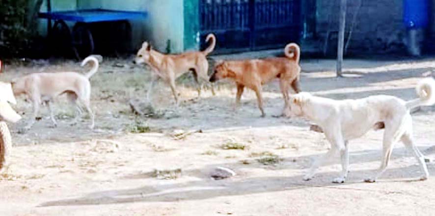 ಬೀದಿ ನಾಯಿಗಳ ಹಾವಳಿ, ಬೈಕ ಸವಾರನ ಮೇಲೆ ದಾಳಿ
