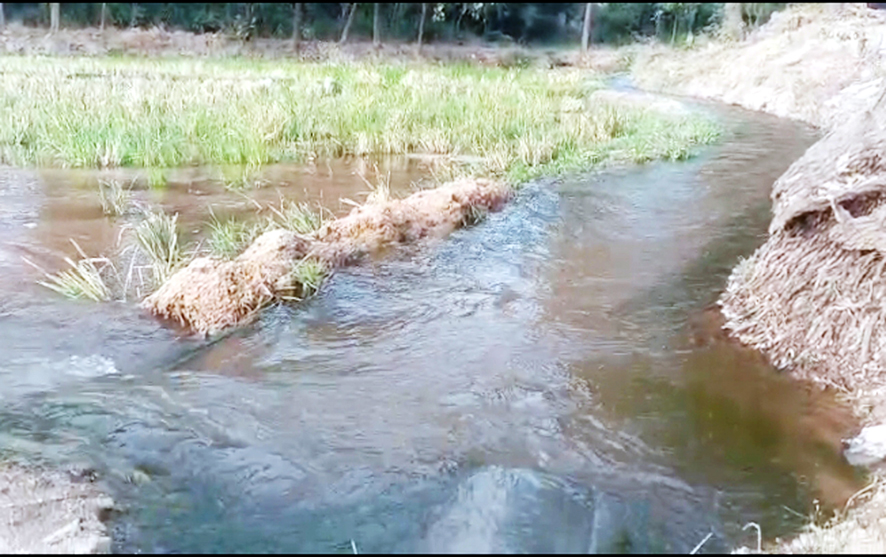 ಕಾಲುವೆಯಲ್ಲಿ ಬೋಂಗಾ ; ಅಧಿಕಾರಿಗಳ ನಿರ್ಲಕ್ಷ ್ಯ