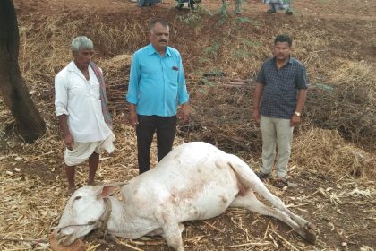 ಅಕಾಲಿಕ ಮಳೆ. ಭಾರಿ ಬಿರುಗಾಳಿ, ಆಲಿಕಲ್ಲು ಮಳೆ, ಎತ್ತು ಸಾವು