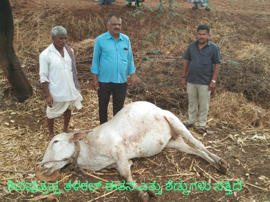 ಅಕಾಲಿಕ ಮಳೆ. ಭಾರಿ ಬಿರುಗಾಳಿ, ಆಲಿಕಲ್ಲು ಮಳೆ, ಎತ್ತು ಸಾವು