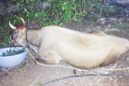 ಕುಷ್ಟಗಿ: ವಿಚಿತ್ರ ಕಾಯಿಲೆಗೆ ಮೂರು ಜಾನುವಾರು ಸಾವು