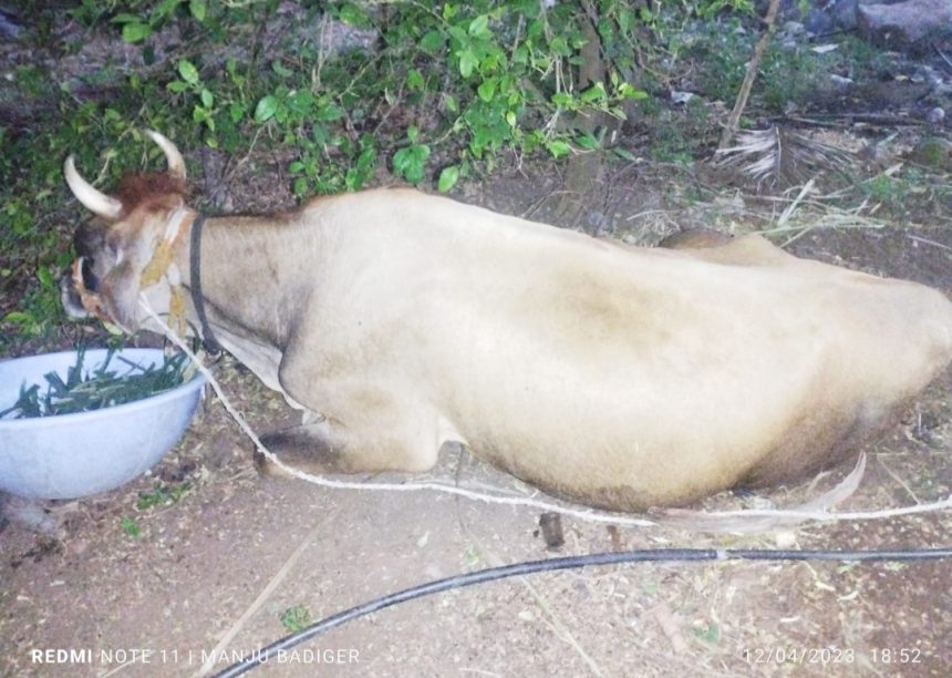 ಕುಷ್ಟಗಿ: ವಿಚಿತ್ರ ಕಾಯಿಲೆಗೆ ಮೂರು ಜಾನುವಾರು ಸಾವು