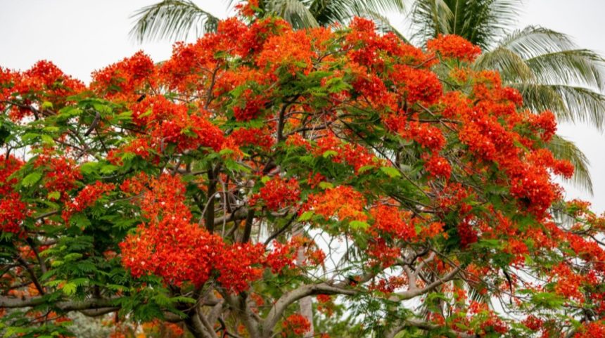 ನಾರಿಯ ಮುಡಿ ಏರುವುದಿಲ್ಲ, ದೇವರ  ಪೂಜಿಗೂ ಬಳಸಲ್ಲ, ಪ್ರಕೃತಿ ಸೌದರ್ಯಕ್ಕೆ ಮನಸೋಲದವರಿಲ್ಲ! ಗುಲ್ ಮೊಹರ್ ಚಿತ್ತಾರ ಮನಮೋಹಕ