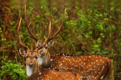 ಜಿಂಕೆ ಕೊಂದ ಆರೋಪ ; ಮೂವರಿಗೆ ಮೂರು ವರ್ಷ ಶಿಕ್ಷೆ