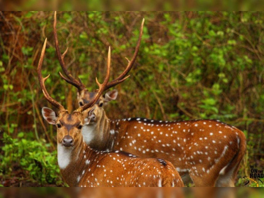 ಜಿಂಕೆ ಕೊಂದ ಆರೋಪ ; ಮೂವರಿಗೆ ಮೂರು ವರ್ಷ ಶಿಕ್ಷೆ