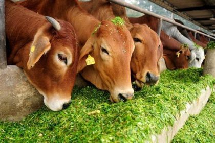 ದೇಶಿ ಹಸುವಿನ ಹಾಲು ಬಳಕೆಯಿಂದ ಆರೋಗ್ಯ ವೃದ್ಧಿ