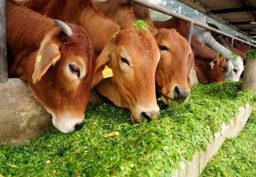 ದೇಶಿ ಹಸುವಿನ ಹಾಲು ಬಳಕೆಯಿಂದ ಆರೋಗ್ಯ ವೃದ್ಧಿ