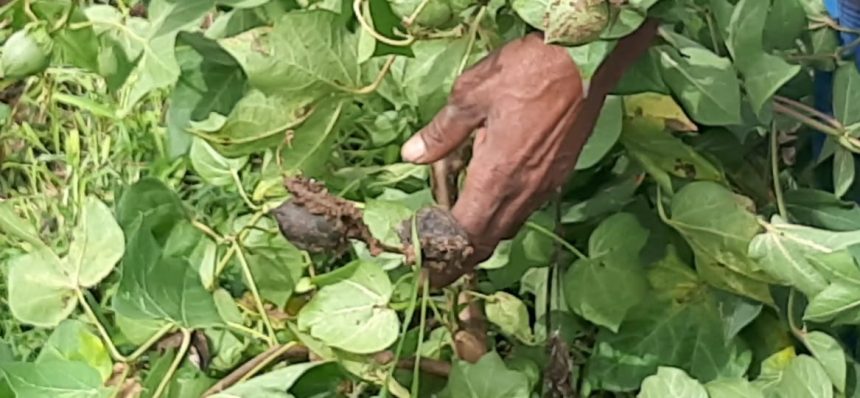 ಕುಷ್ಟಗಿ: ನಿರಂತರ ಜಿಟಿ ಜಿಟಿ ಮಳೆಗೆ ಹತ್ತಿ ಬೆಳೆ ಹಾಳು, ರೈತರು ಕಂಗಾಲು !