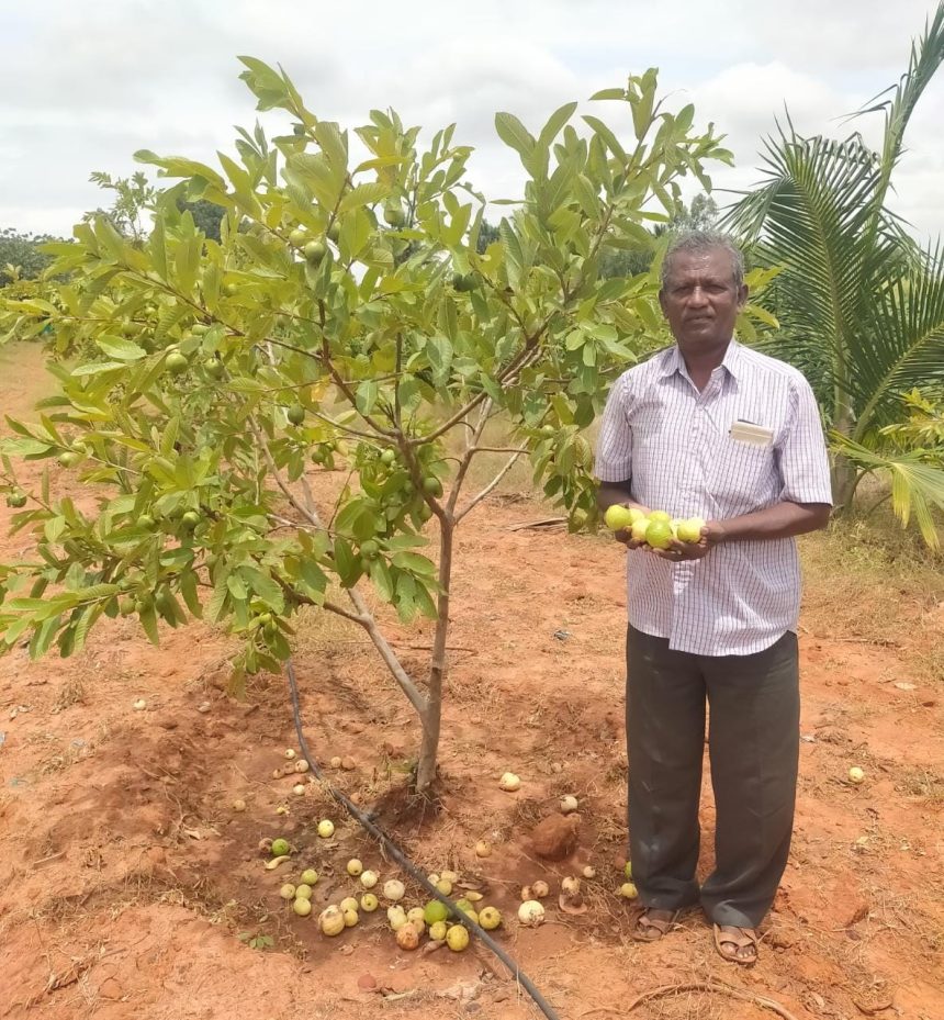 ಸೀಬೆಕಾಯಿಗೆ ತಗುಲಿದ ಕೊಳೆ ರೋಗ : ರೈತ ಕಂಗಾಲು