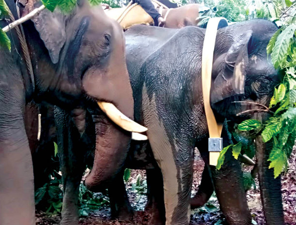 ನಾಡಿಗೆ ಬರುವ ಆನೆಗಳಿಗೆ ರೇಡಿಯೋ ಕಾಲರ್: ಈಶ್ವರ್ ಖಂಡ್ರೆ