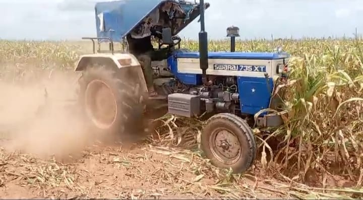 ಬಾರದ ಮಳೆ ಮೆಕ್ಕೆಜೋಳ ಹರಗಿದ ರೈತ