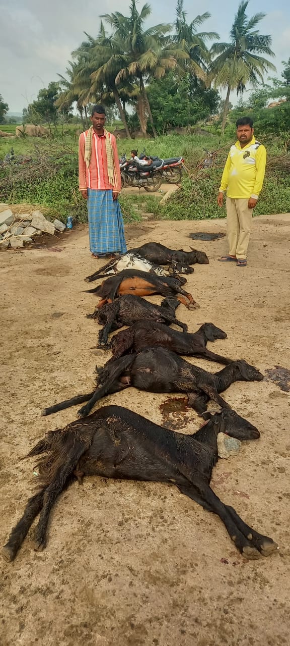 ಆಡುಗಳು ಏಕಾಎಕಿ ಸಾವು ಕಂಗಾಲಾದ ಕುರಿಗಾರ