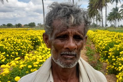 ಸೇವಂತಿಗೆ ಹೂವು ಕೀಳಿಸದೆ ಗಿಡದಲ್ಲೇ ಬಿಟ್ಟ ರೈತರು