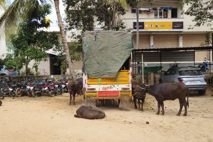 ಕಸಾಯಿ ಖಾನೆಗೆ ಸಾಗಿಸುತ್ತಿದ್ದ ಎಮ್ಮೆಗಳ ರಕ್ಷಣೆ