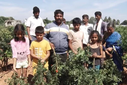 ದಾಳಿಂಬೆ ಗಿಡಕ್ಕೆ ಕತ್ತರಿ ಹಾಕಿದ ಕಿಡಿಗೇಡಿಗಳು