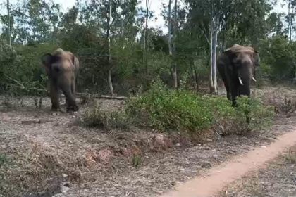 ಕಾರ್ಯಚರಣೆ ನಡುವೆ ಮೇಕೆ ತಿಂದ ಹುಲಿ