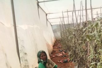 ಕರಡಿಗಳಿಂದ ಕಲ್ಲಂಗಡಿ ಹಾಳು