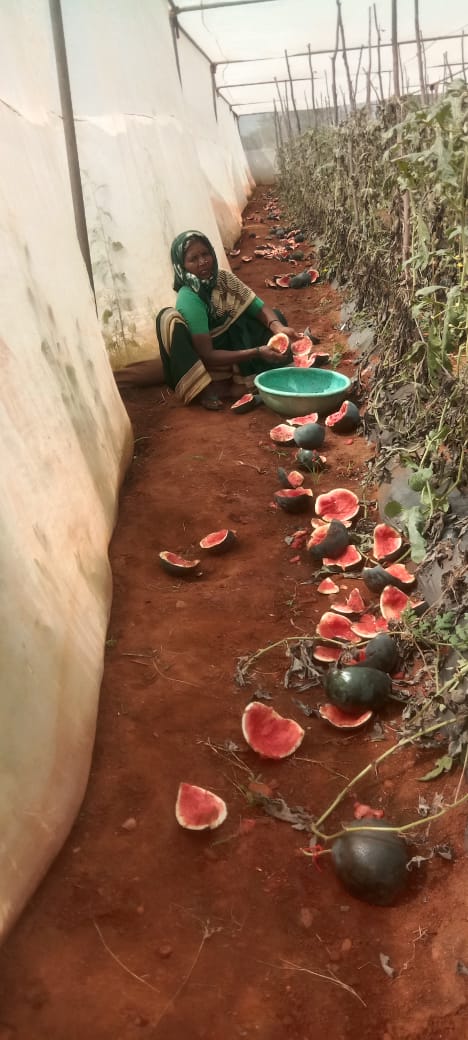 ಕರಡಿಗಳಿಂದ ಕಲ್ಲಂಗಡಿ ಹಾಳು