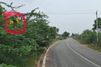 ಅರಕೇರಾ – ಸಿರವಾರ  ಮುಖ್ಯ  ರಸ್ತೆೆಯಲ್ಲಿ ಅಪಘಾತದ ಭೀತಿ  ‘ಜಾಲಿ’ ರೈಡ್‌ಗೆ ಅಡ್ಡಿಿ