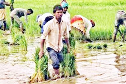 1 ಲ 33 ಸಾ ಹೆಕ್ಟೆರ್ ಬಿತ್ತನೆ ಗುರಿ ; ಪರ್ಯಾಯ ಬೆಳೆ ಪ್ರೋತ್ಸಾಾಹಿಸುವಲ್ಲಿ ಇಲಾಖೆ, ವಿವಿ ನಿಸ್ತೇಜ ನೀರಿಲ್ಲದಿದ್ದರೂ ಹಿಂಗಾರಿನಲ್ಲಿ 75 ಸಾವಿರ ಹೆಕ್ಟೆರ್‌ನಲ್ಲಿ ಬಿತ್ತನೆ