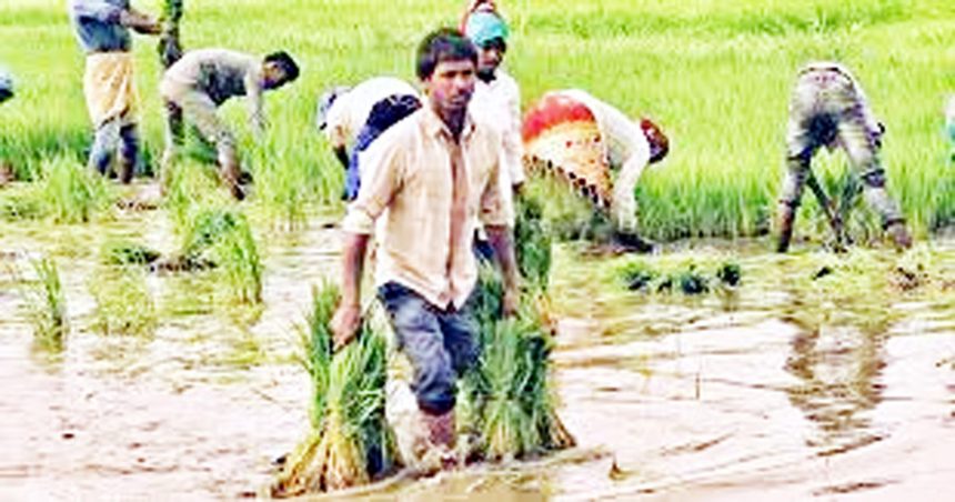 1 ಲ 33 ಸಾ ಹೆಕ್ಟೆರ್ ಬಿತ್ತನೆ ಗುರಿ ; ಪರ್ಯಾಯ ಬೆಳೆ ಪ್ರೋತ್ಸಾಾಹಿಸುವಲ್ಲಿ ಇಲಾಖೆ, ವಿವಿ ನಿಸ್ತೇಜ ನೀರಿಲ್ಲದಿದ್ದರೂ ಹಿಂಗಾರಿನಲ್ಲಿ 75 ಸಾವಿರ ಹೆಕ್ಟೆರ್‌ನಲ್ಲಿ ಬಿತ್ತನೆ