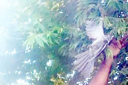 ಮರದಲ್ಲಿ ಸಿಕ್ಕಿ ಹಾಕಿಕೊಂಡಿದ್ದ ಪಕ್ಷಿಯ ರಕ್ಷಿಸಿದ ಶ್ರೀಧರ ಮಸ್ಕಿ