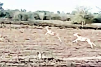 ಜಿಂಕೆ ಹಾವಳಿ : ಅಧಿವೇಶನದಲ್ಲಿ ಚರ್ಚೆಗೆ ರೈತರ ಒತ್ತಾಯ