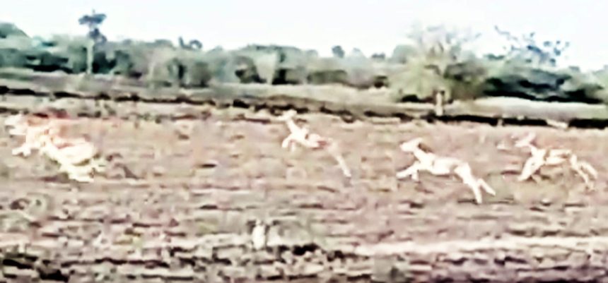 ಜಿಂಕೆ ಹಾವಳಿ : ಅಧಿವೇಶನದಲ್ಲಿ ಚರ್ಚೆಗೆ ರೈತರ ಒತ್ತಾಯ