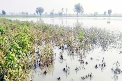 ಸರ್ಕಾರದಿಂದ 137 ಕೋಟಿ ರೂ. ಬಿಡುಗಡೆ ಡಿಸಿಸಿ ಬ್ಯಾಾಂಕ್‌ನಿಂದ ಖಾತೆಗಳಿಗೆ ಬೀಗ : ರೈತರ ಕೈ ಸೇರದ ಬೆಳೆ ಪರಿಹಾರ