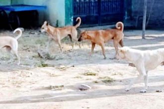 ಬೀದಿ ನಾಯಿಗಳ ಹಾವಳಿ, ಬೈಕ ಸವಾರನ ಮೇಲೆ ದಾಳಿ