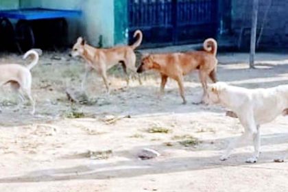 ಬೀದಿ ನಾಯಿಗಳ ಹಾವಳಿ, ಬೈಕ ಸವಾರನ ಮೇಲೆ ದಾಳಿ