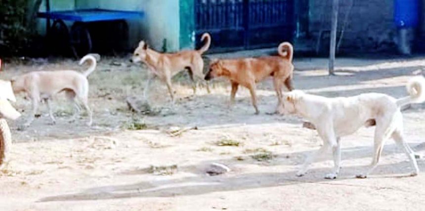 ಬೀದಿ ನಾಯಿಗಳ ಹಾವಳಿ, ಬೈಕ ಸವಾರನ ಮೇಲೆ ದಾಳಿ