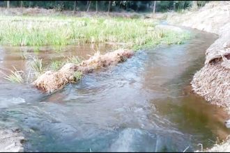 ಕಾಲುವೆಯಲ್ಲಿ ಬೋಂಗಾ ; ಅಧಿಕಾರಿಗಳ ನಿರ್ಲಕ್ಷ ್ಯ