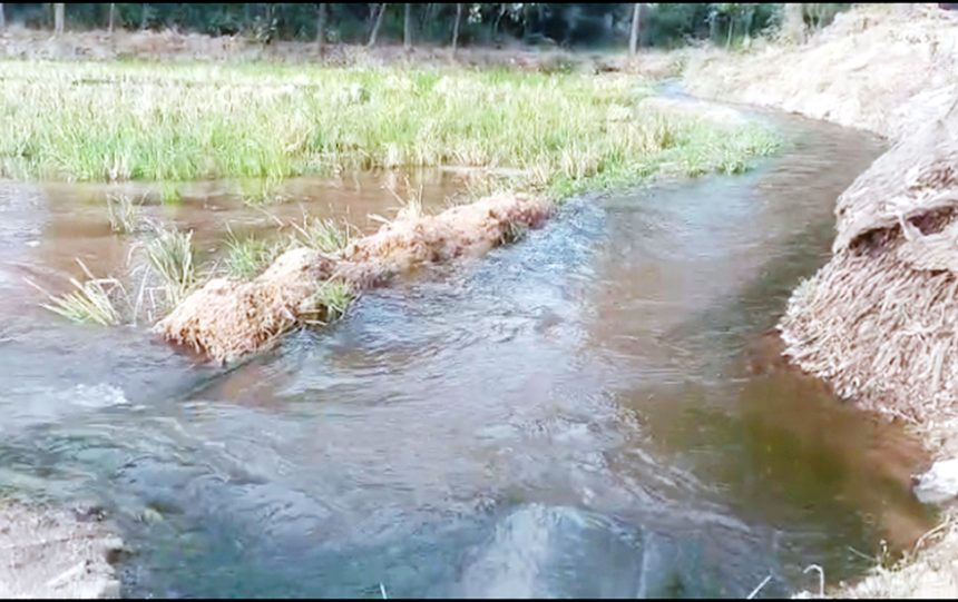 ಕಾಲುವೆಯಲ್ಲಿ ಬೋಂಗಾ ; ಅಧಿಕಾರಿಗಳ ನಿರ್ಲಕ್ಷ ್ಯ