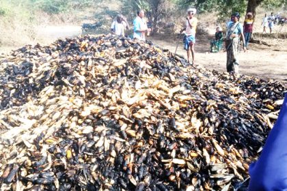 ವಿದ್ಯುತ್ ಶಾರ್ಟ್ ಸರ್ಕ್ಯೂಟ್ ನಿಂದಾಗಿ 13 ಲಕ್ಷ ಮೌಲ್ಯದ ಮೆಕ್ಕೆಜೋಳ ತೆನೆಯ ರಾಶಿ ಭಸ್ಮ