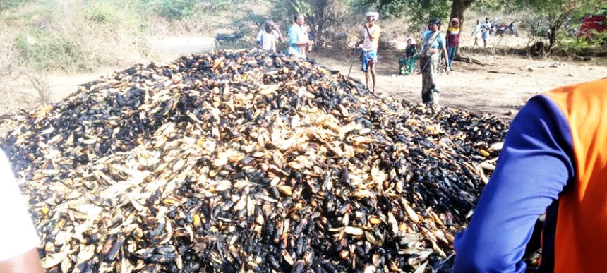 ವಿದ್ಯುತ್ ಶಾರ್ಟ್ ಸರ್ಕ್ಯೂಟ್ ನಿಂದಾಗಿ 13 ಲಕ್ಷ ಮೌಲ್ಯದ ಮೆಕ್ಕೆಜೋಳ ತೆನೆಯ ರಾಶಿ ಭಸ್ಮ