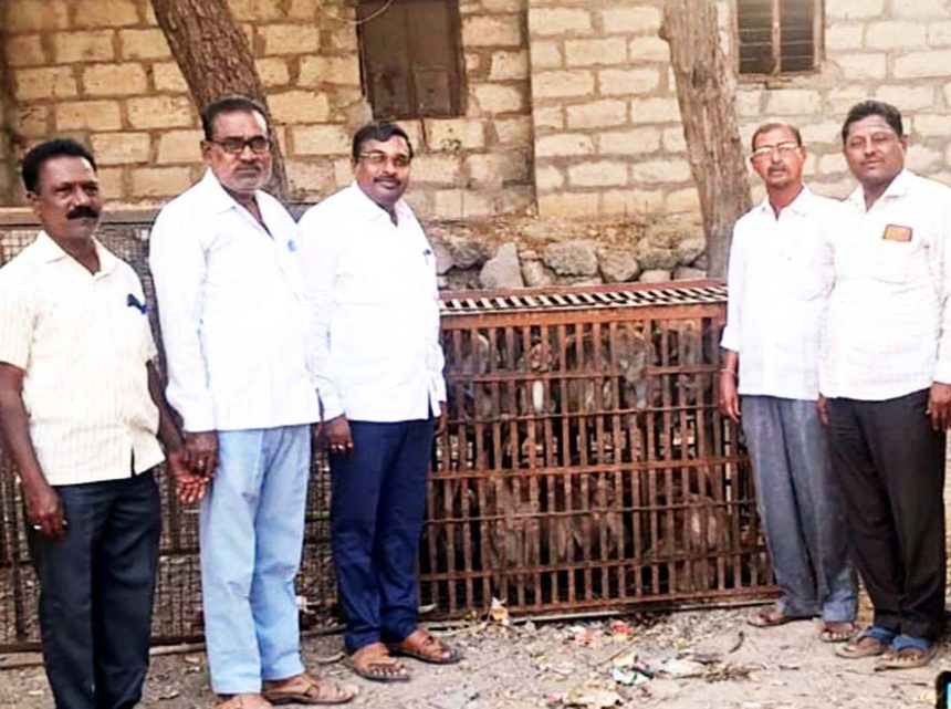 ಸಿರವಾರ ಪಟ್ಟಣದಲ್ಲಿ ಕೋತಿಗಳ ಕಾಟ, ಅರಣ್ಯಕ್ಕೆ ಸ್ಥಳಾಂತರ