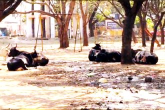 ಕೊಪ್ಪಳ : ಅದ್ವಾನವಾದ ಕಾವ್ಯಾನಂದ ಪಾರ್ಕ್