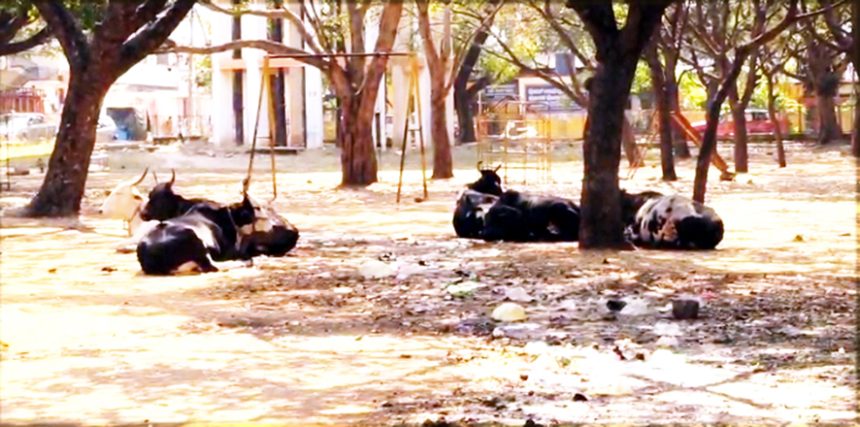 ಕೊಪ್ಪಳ : ಅದ್ವಾನವಾದ ಕಾವ್ಯಾನಂದ ಪಾರ್ಕ್