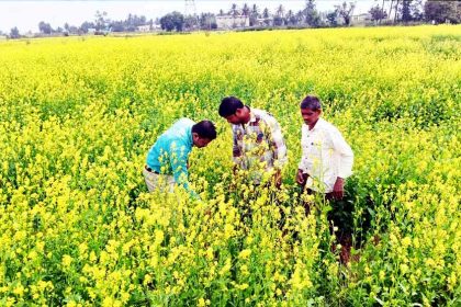 ಸೊಗಸಾಗಿ ಬೆಳೆದ ಸಾಸಿವೆ: ರೈತರ ಮೊಗದಲ್ಲಿ ಮಂದಹಾಸ ಭತ್ತಕ್ಕೆ ಪರ್ಯಾಯವಾಗಿ ಸಾಸಿವೆ ಬೆಳೆ ಬೆಳೆದ ರಾಯಚೂರು ಜಿಲ್ಲೆಯ ರೈತರು