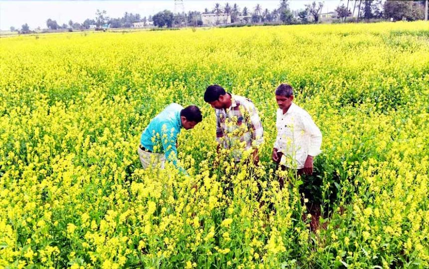 ಸೊಗಸಾಗಿ ಬೆಳೆದ ಸಾಸಿವೆ: ರೈತರ ಮೊಗದಲ್ಲಿ ಮಂದಹಾಸ ಭತ್ತಕ್ಕೆ ಪರ್ಯಾಯವಾಗಿ ಸಾಸಿವೆ ಬೆಳೆ ಬೆಳೆದ ರಾಯಚೂರು ಜಿಲ್ಲೆಯ ರೈತರು